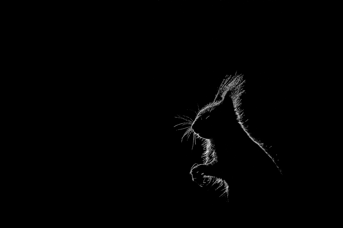 Wild in Black