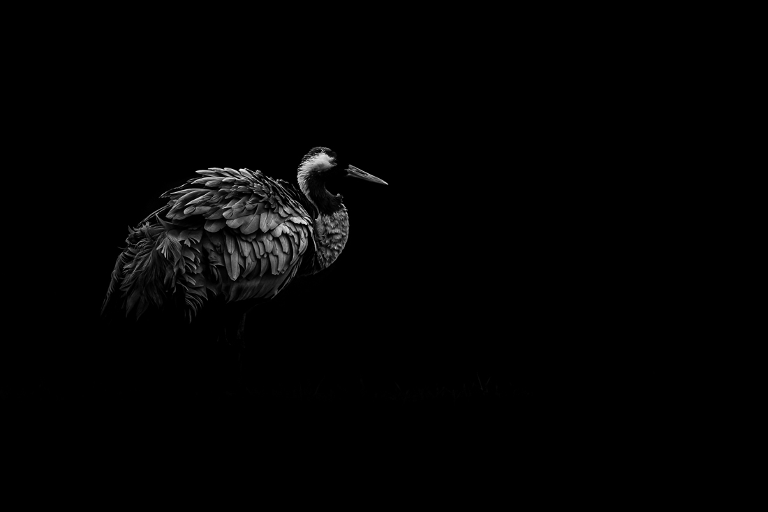 Wild in Black