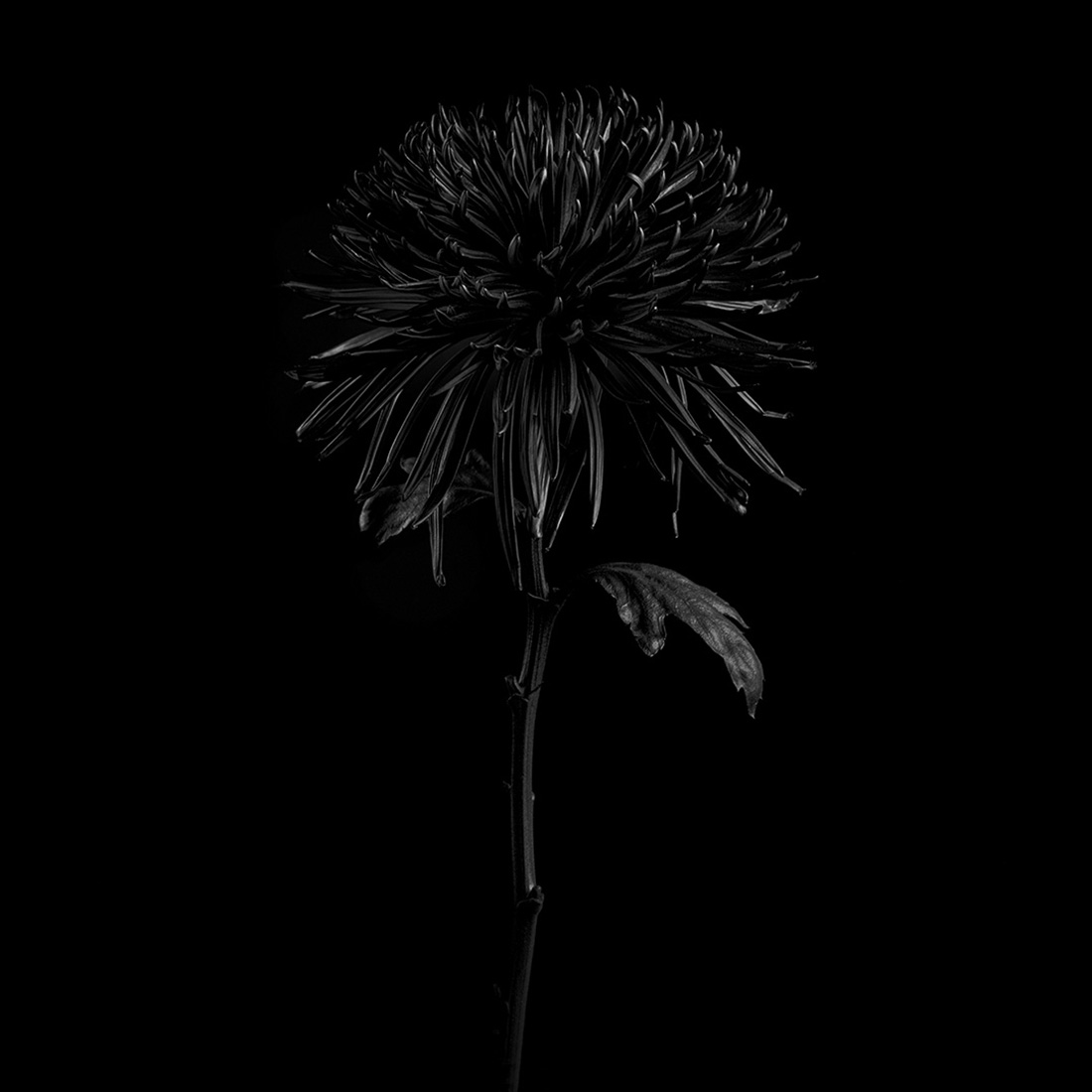 Black Flowers