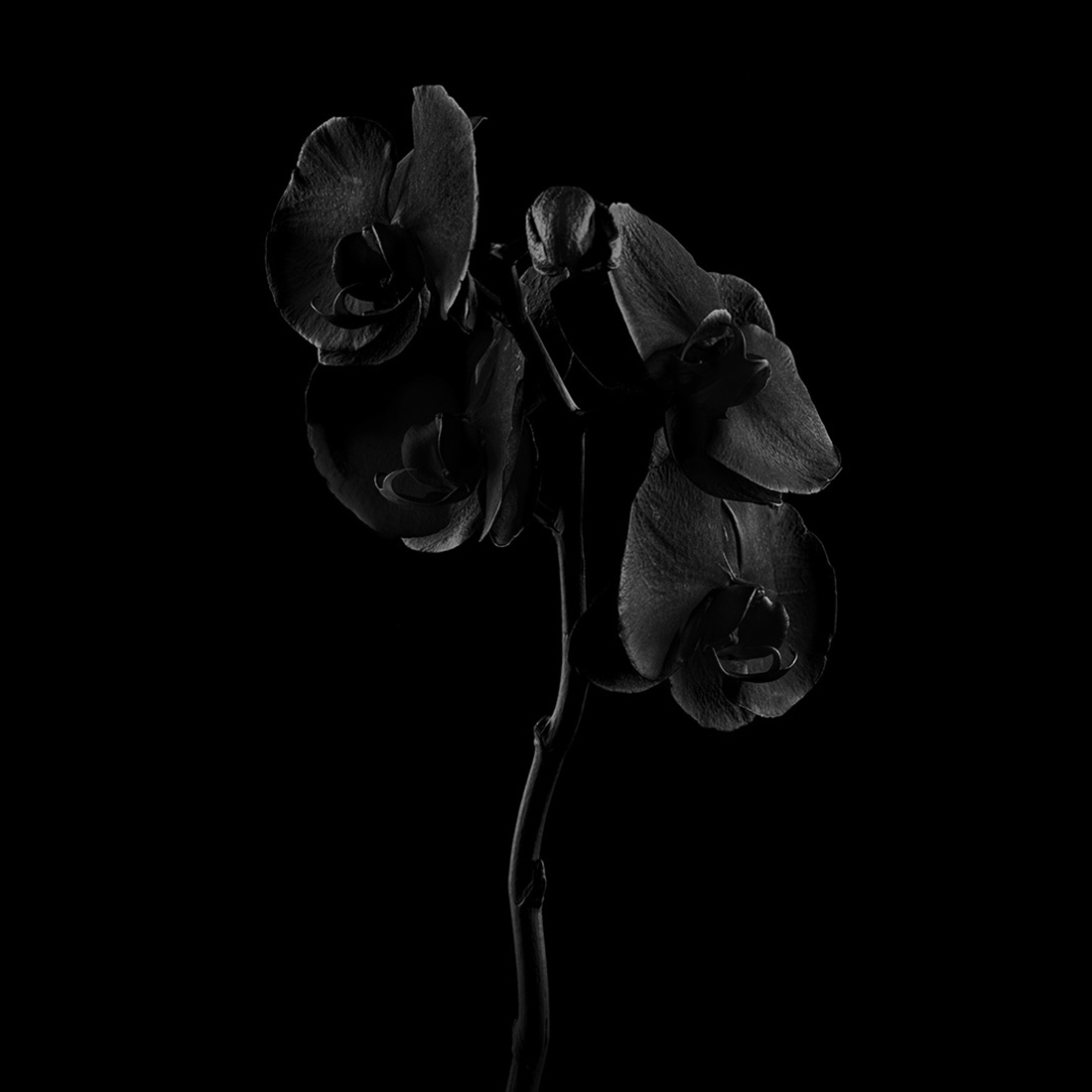 Black Flowers