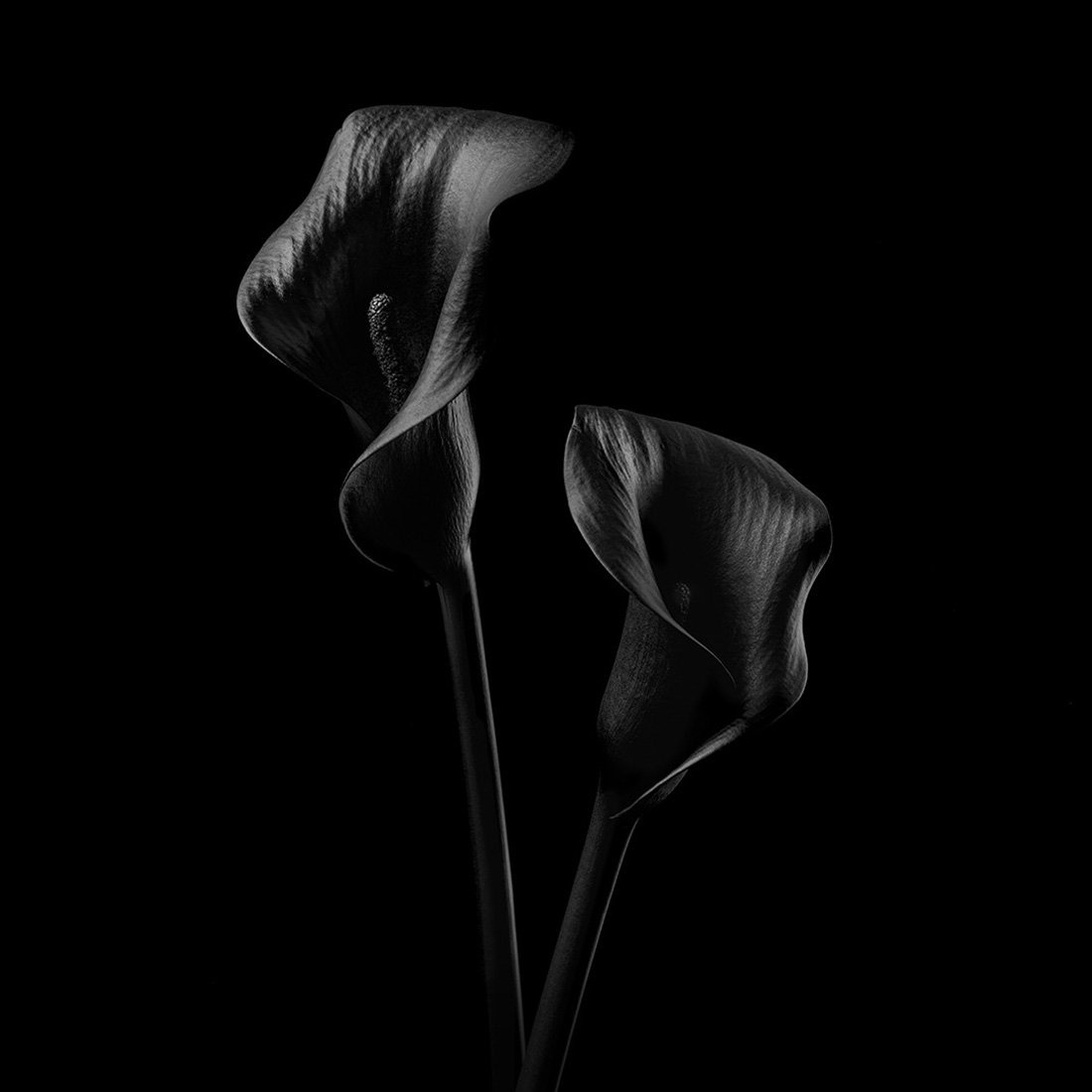 Black Flowers