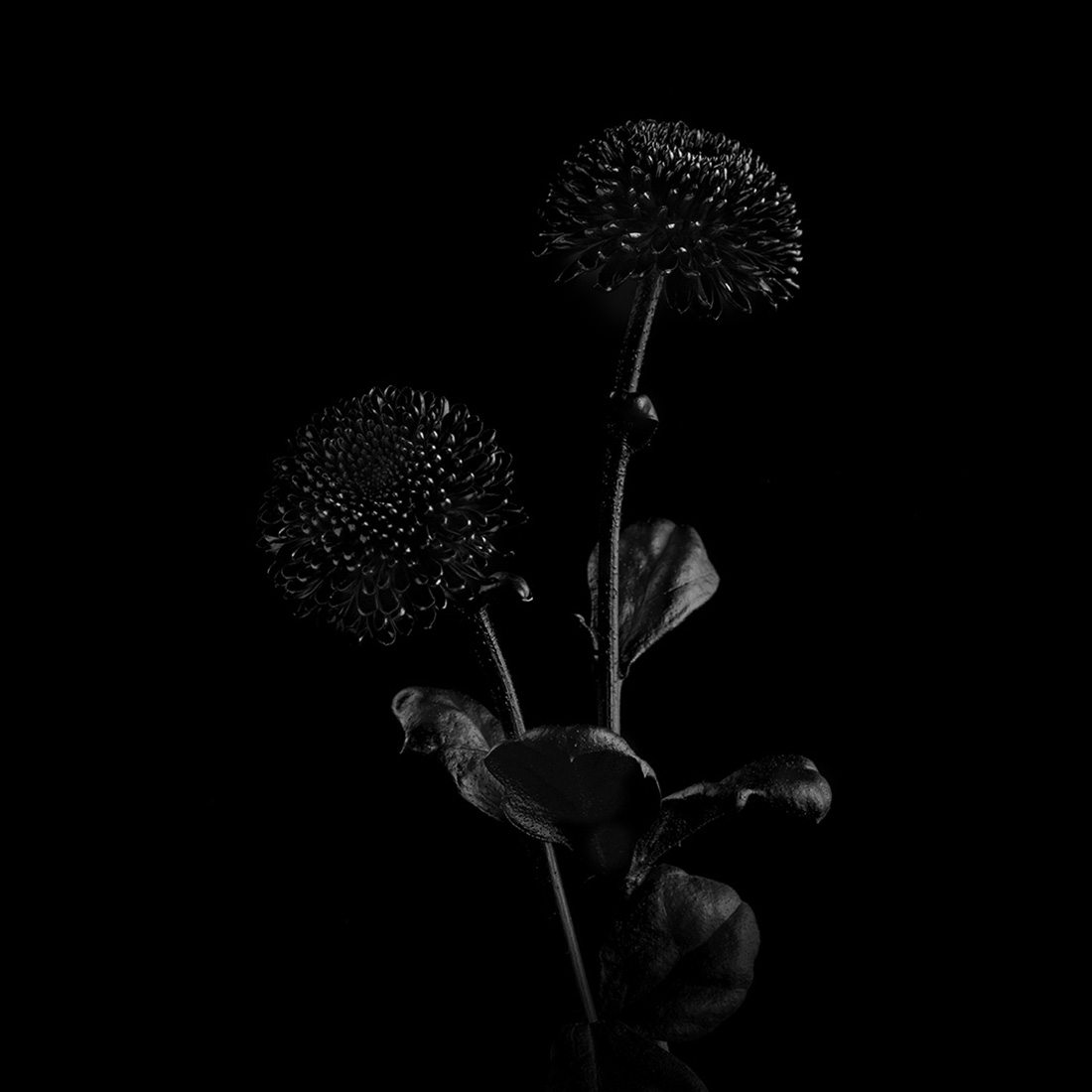 Black Flowers