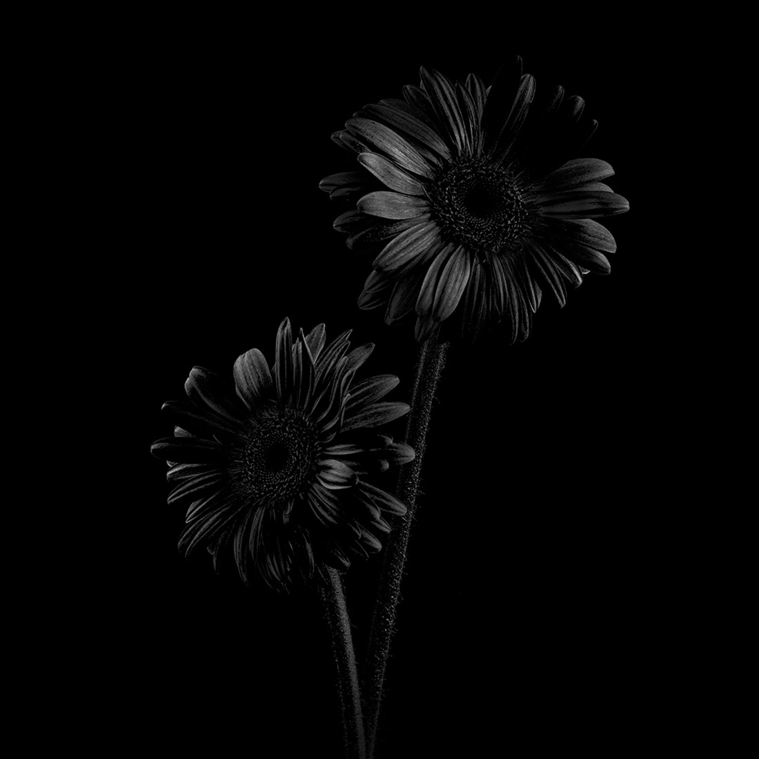 Black Flowers