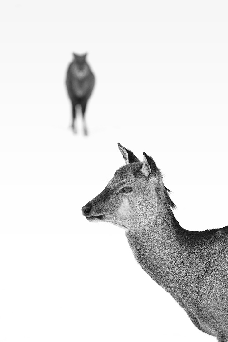 Two deers
