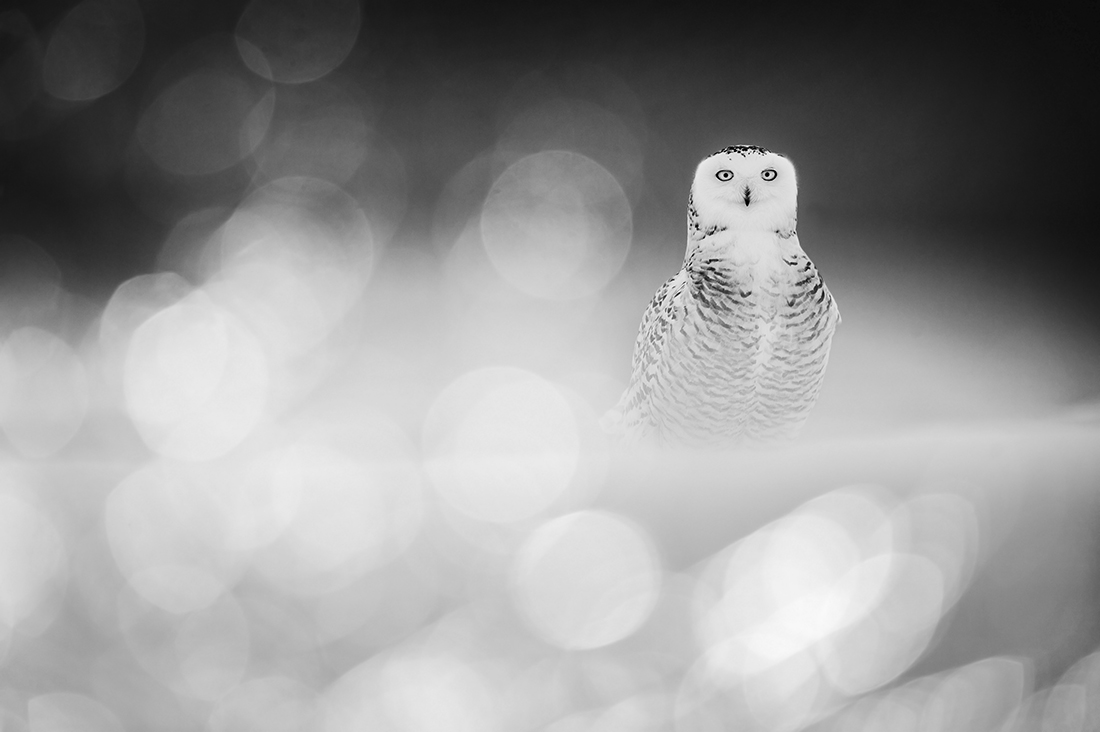 Loneliness