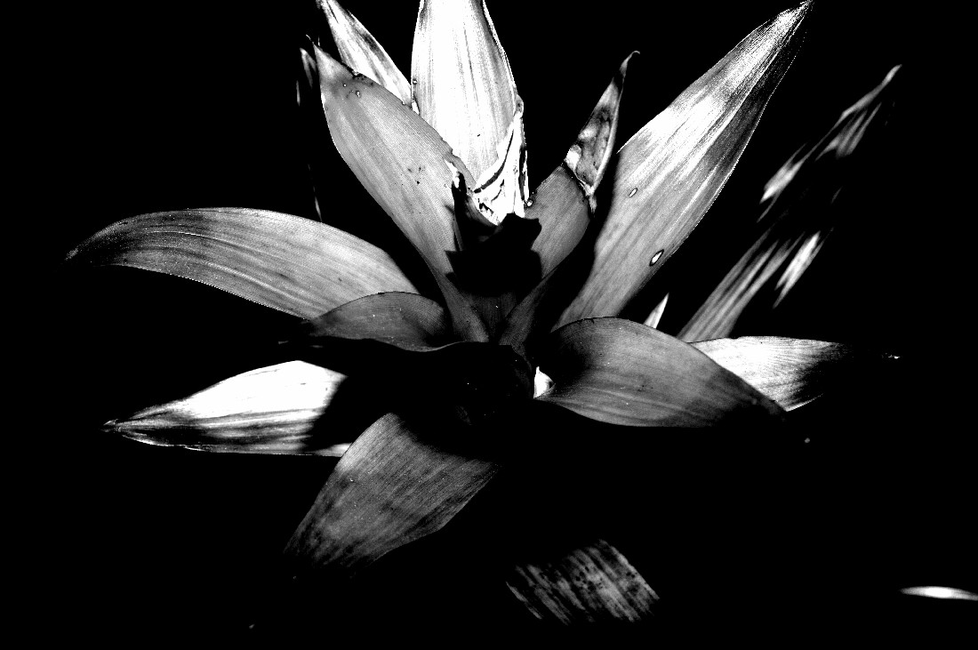 Bromelia Structures