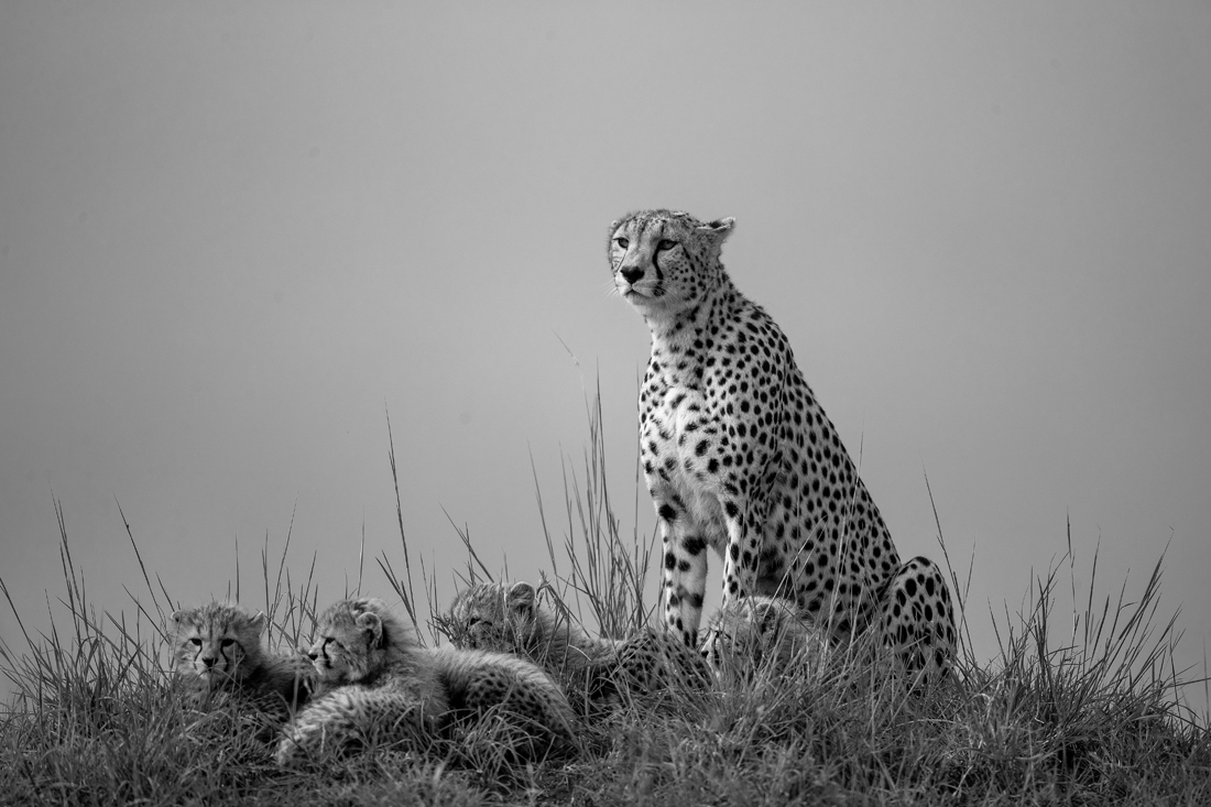 Cheetah with cups