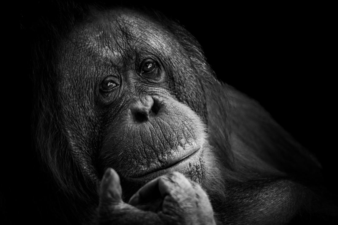 Ape Like Expressions