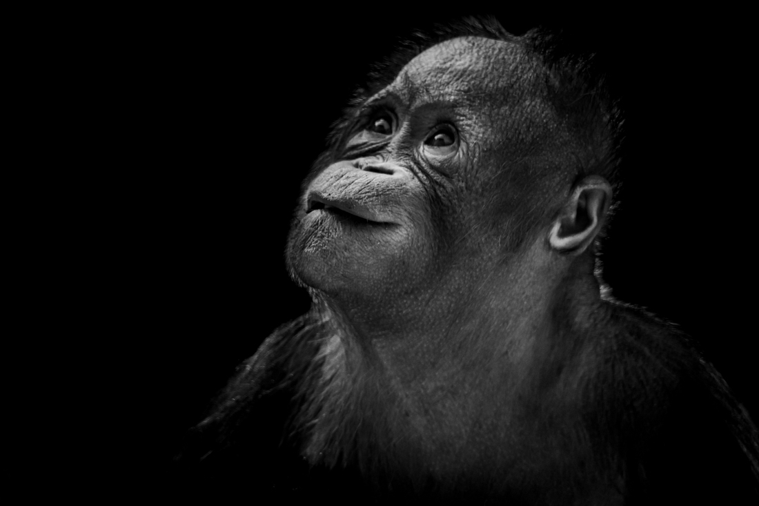 Ape Like Expressions