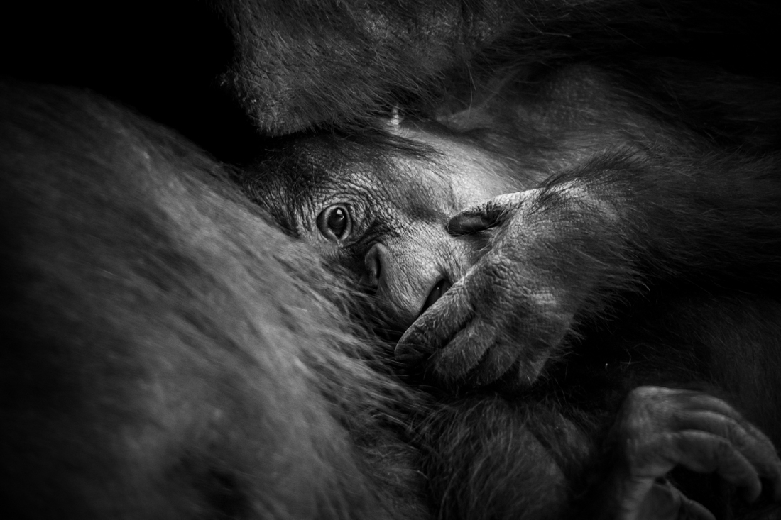 Ape Like Expressions