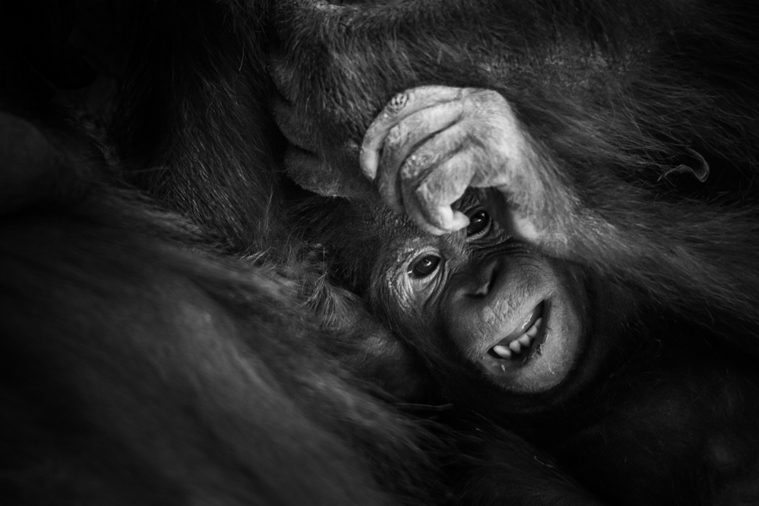 Ape Like Expressions
