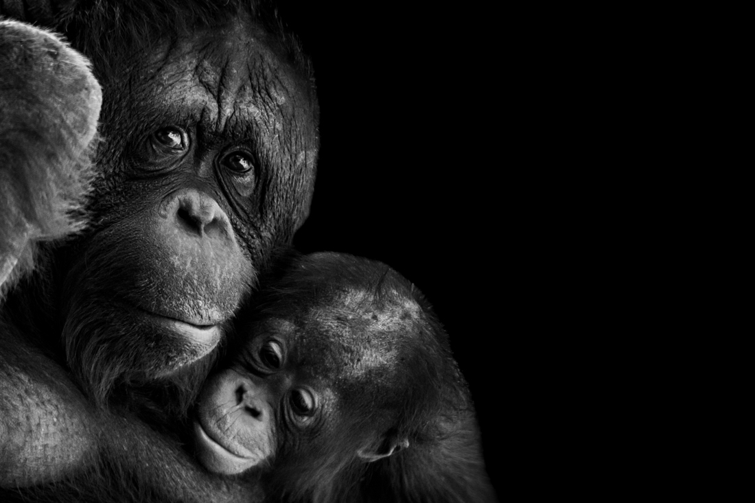 Ape Like Expressions