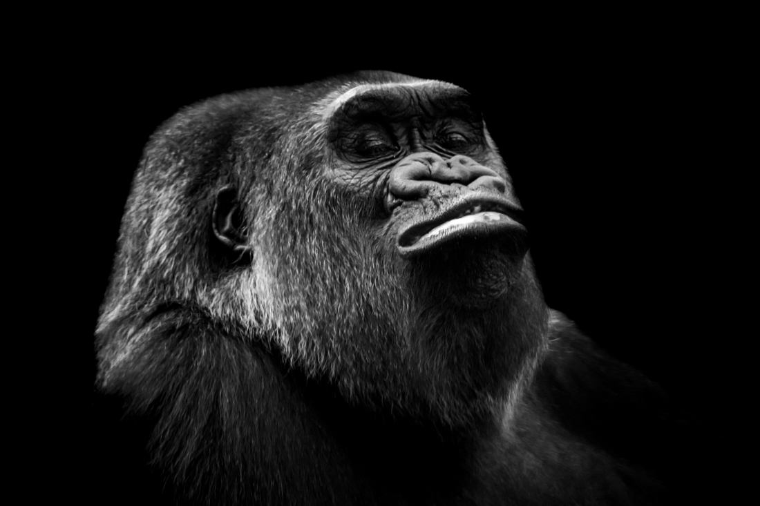 Ape Like Expressions