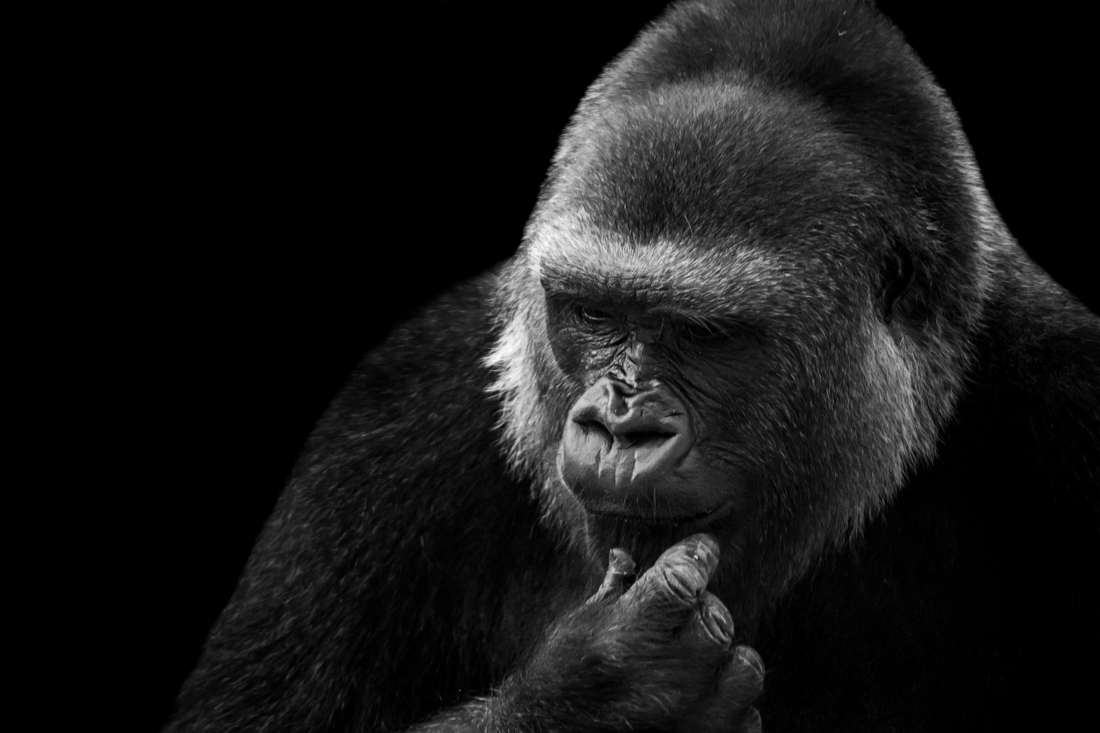 Ape Like Expressions