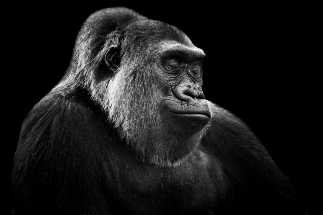 Ape Like Expressions
