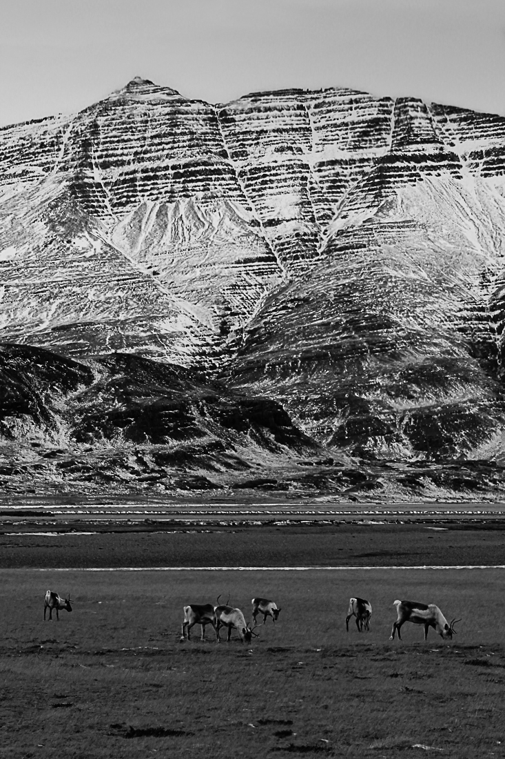 Iceland reindeer