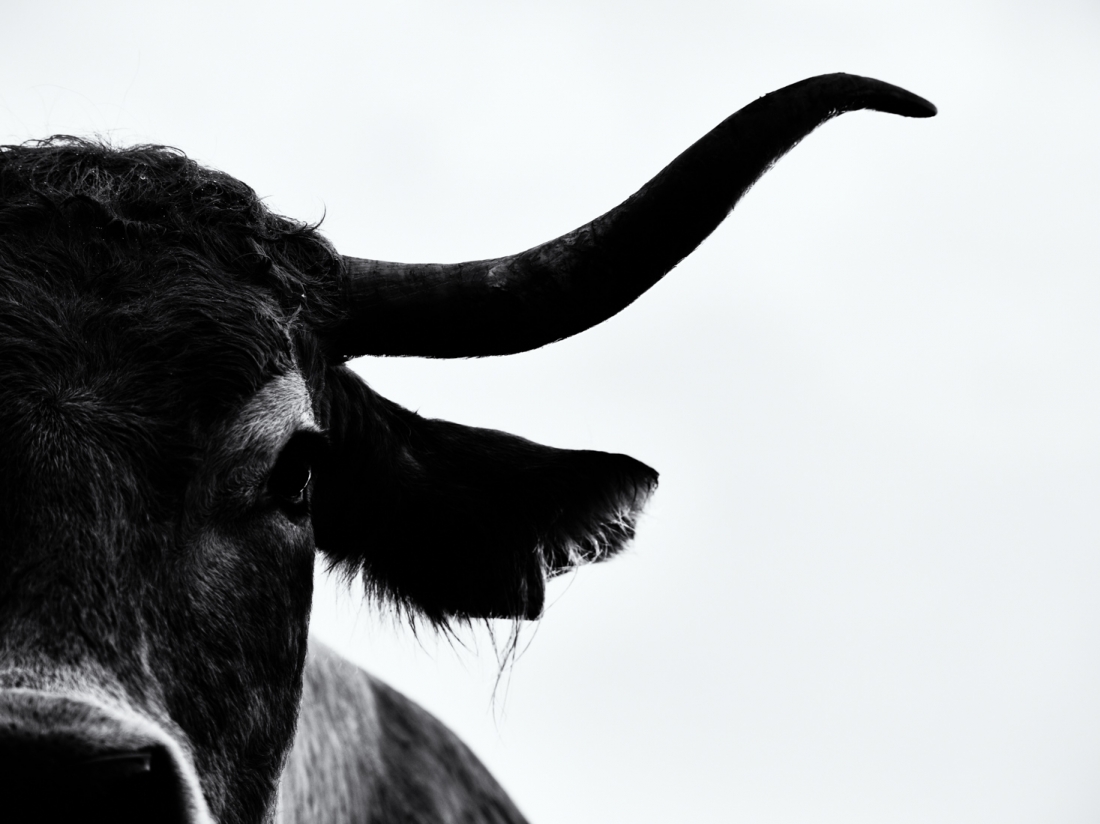 cow attitude