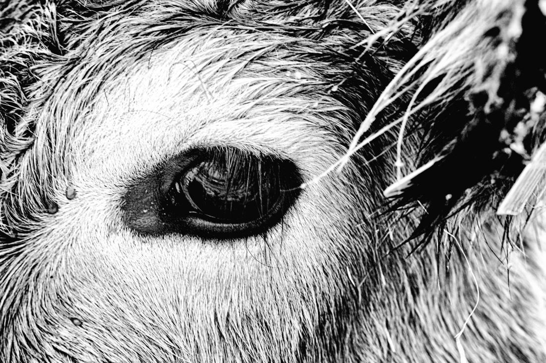 cow attitude