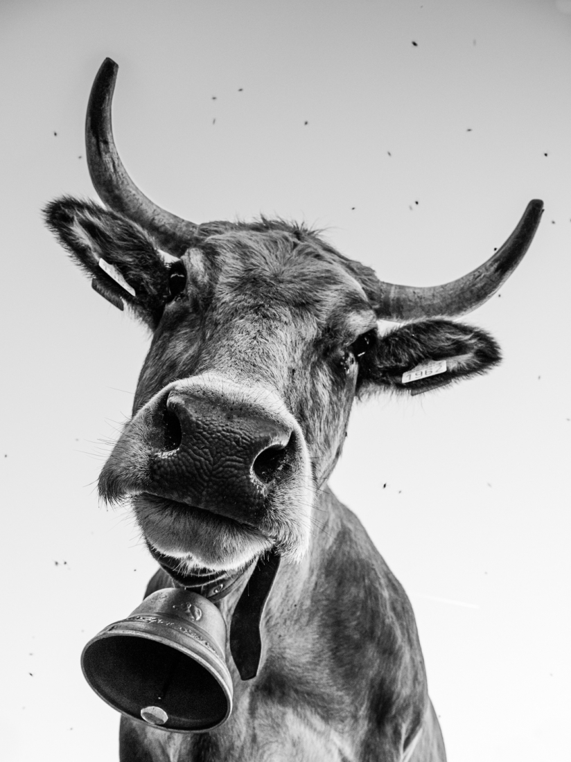 cow attitude