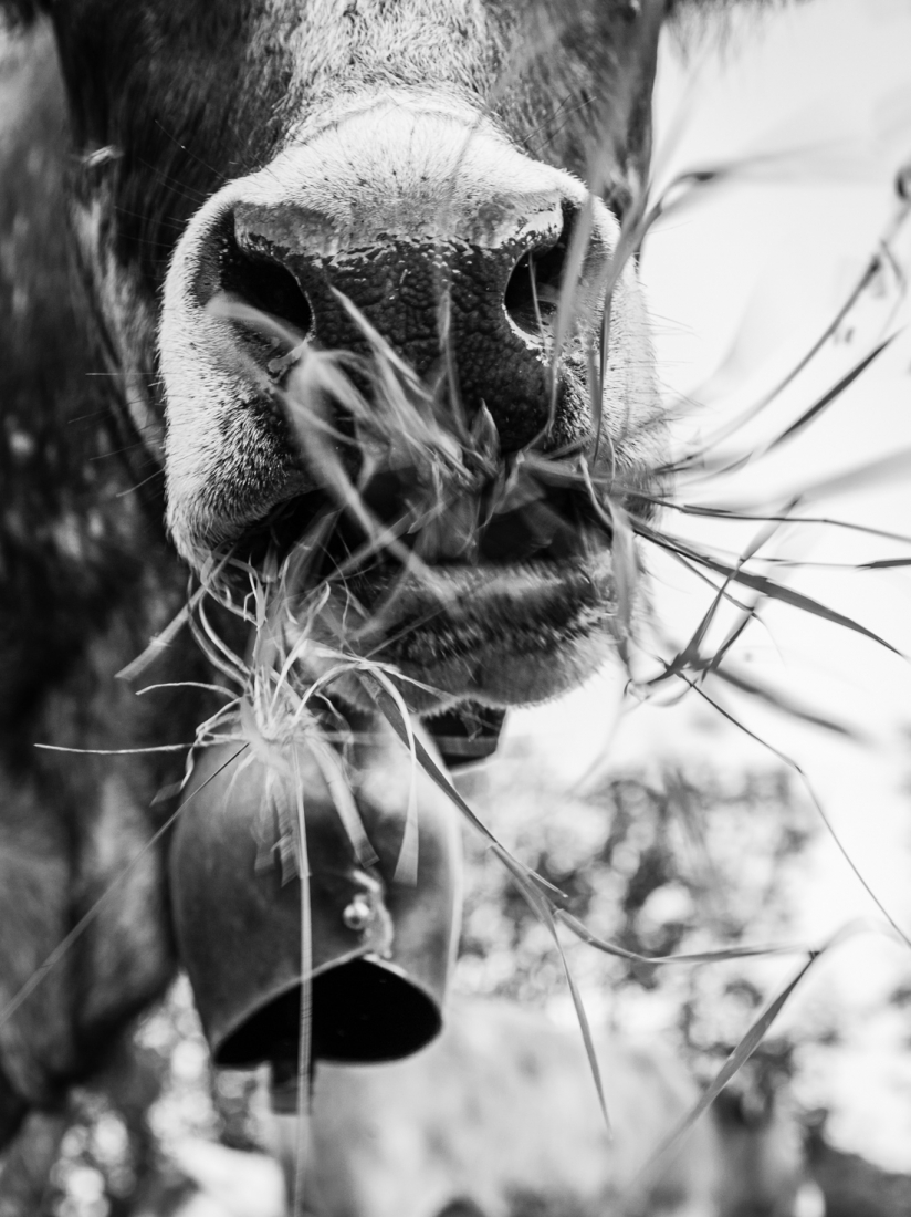 cow attitude