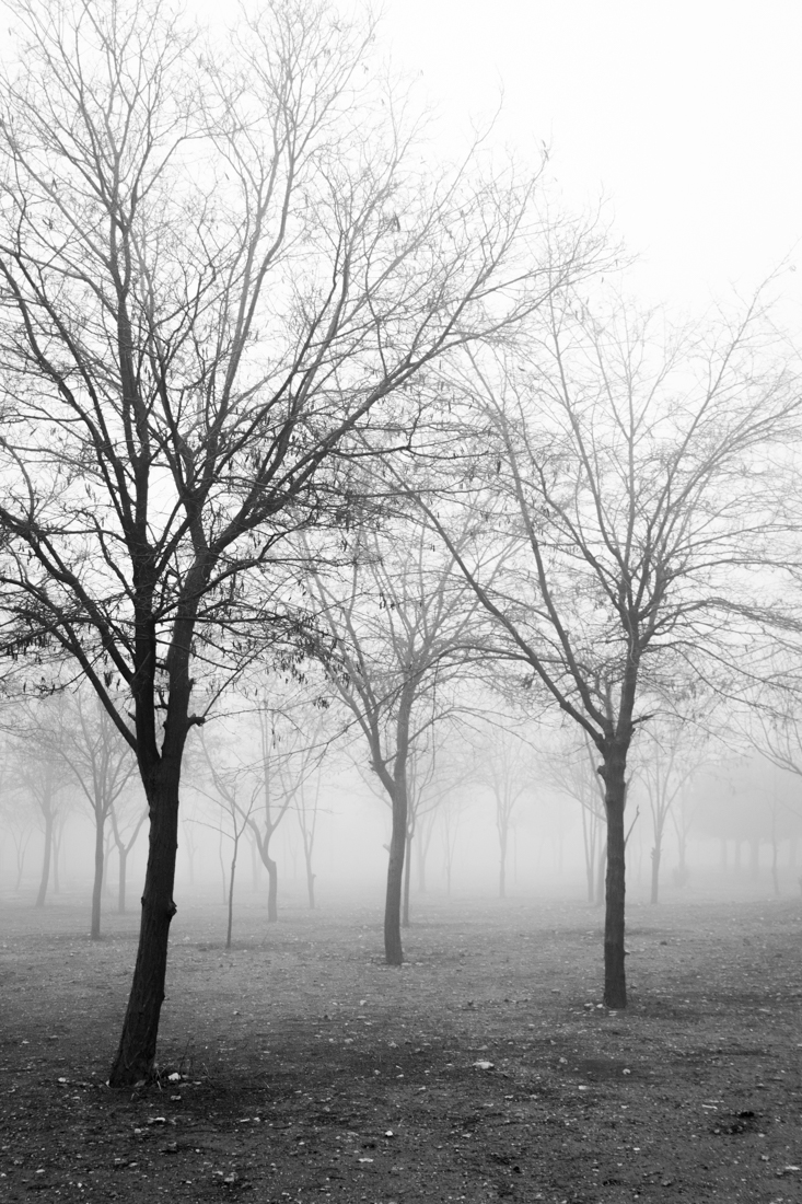 Foggy Forest