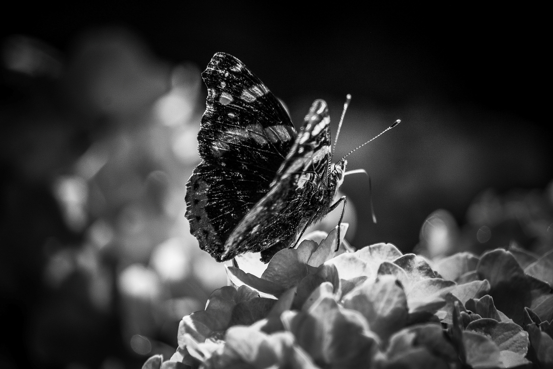 Beautiful Black and White Butterfly Macro Photos