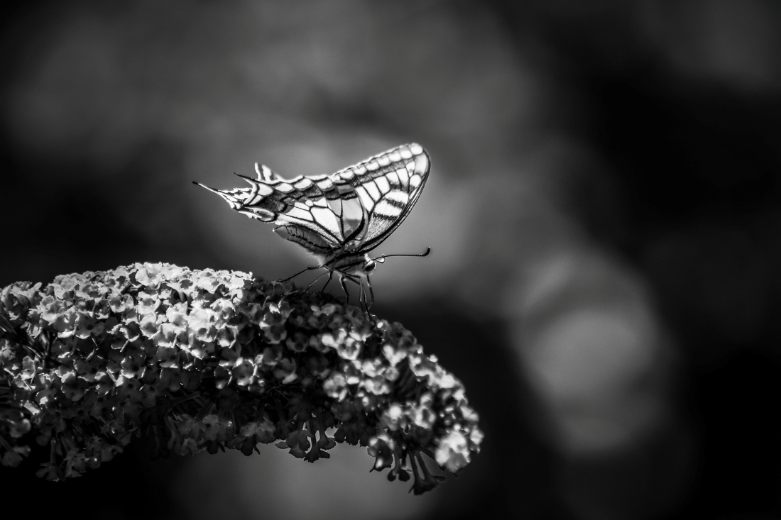Beautiful Black and White Butterfly Macro Photos