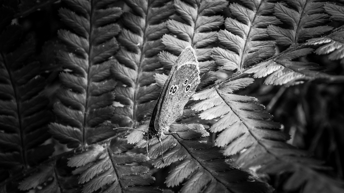 Beautiful Black and White Butterfly Macro Photos