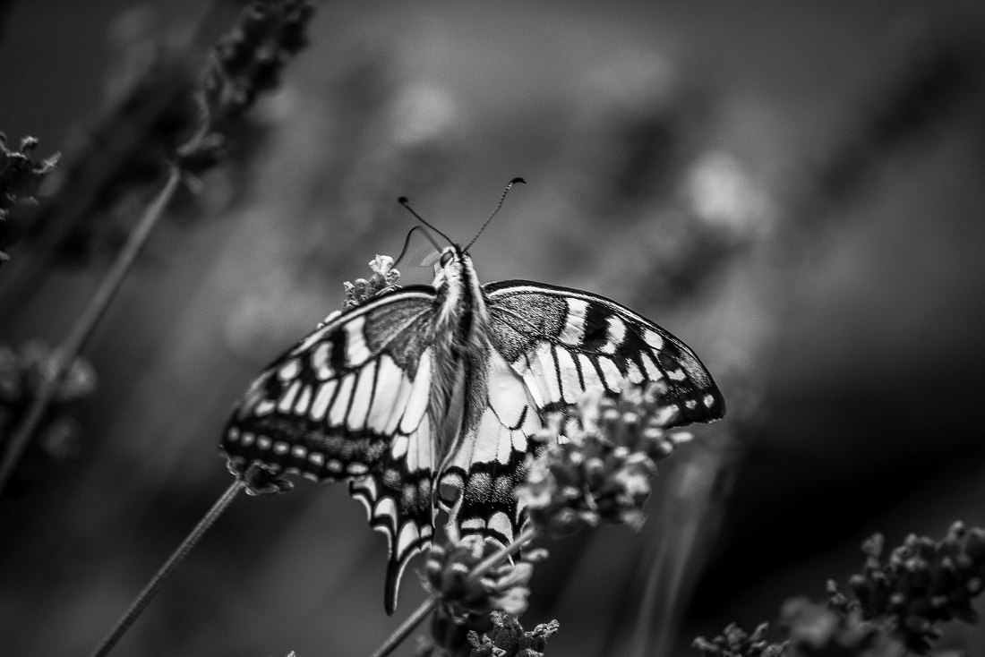 Beautiful Black and White Butterfly Macro Photos