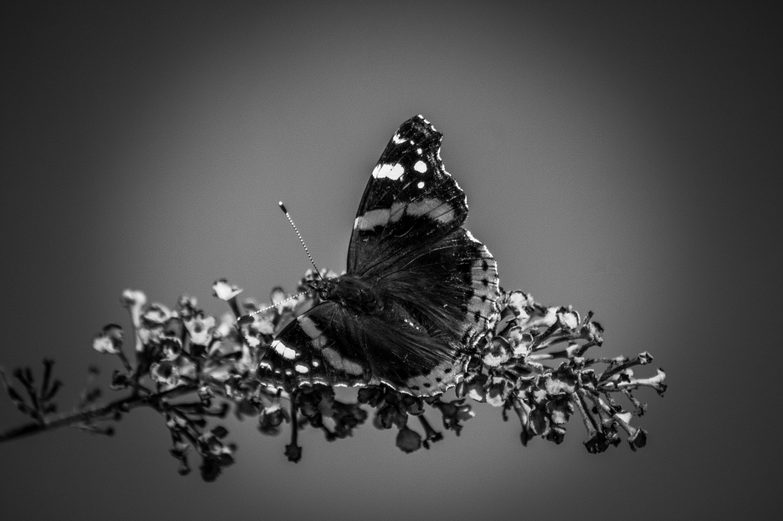 Beautiful Black and White Butterfly Macro Photos