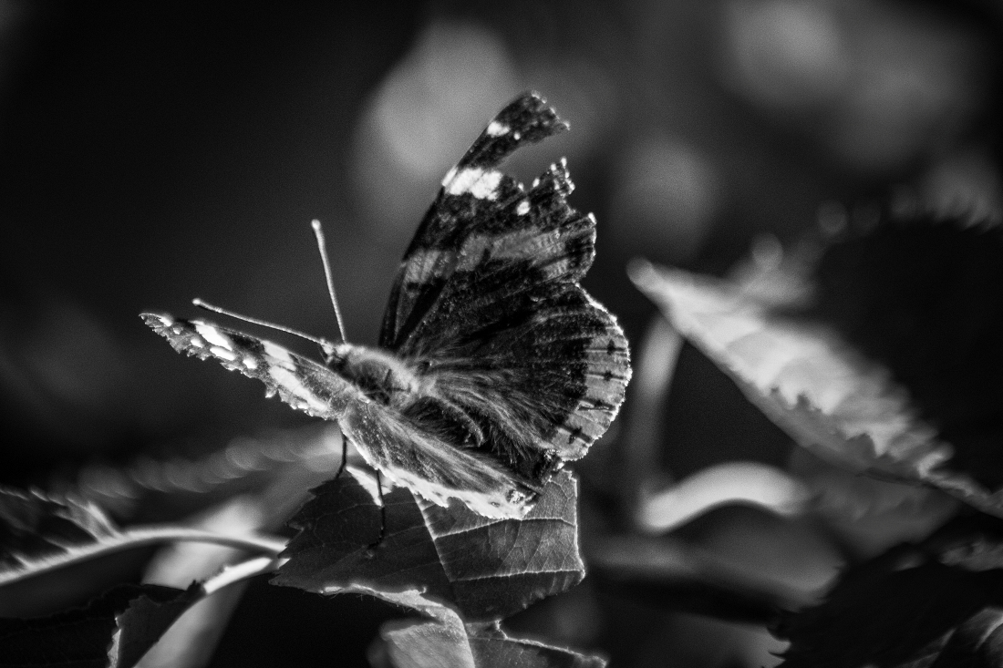 Beautiful Black and White Butterfly Macro Photos
