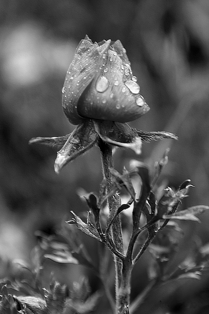 The magic of nature