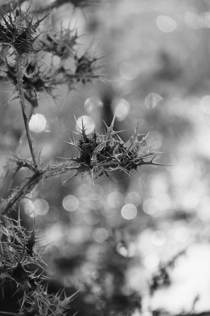 The magic of nature