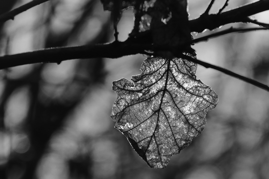 The magic of nature