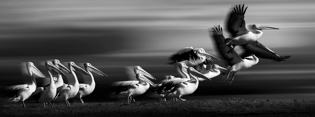 Taking Flight