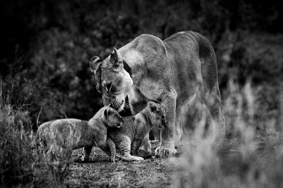 Tanzania wildlife