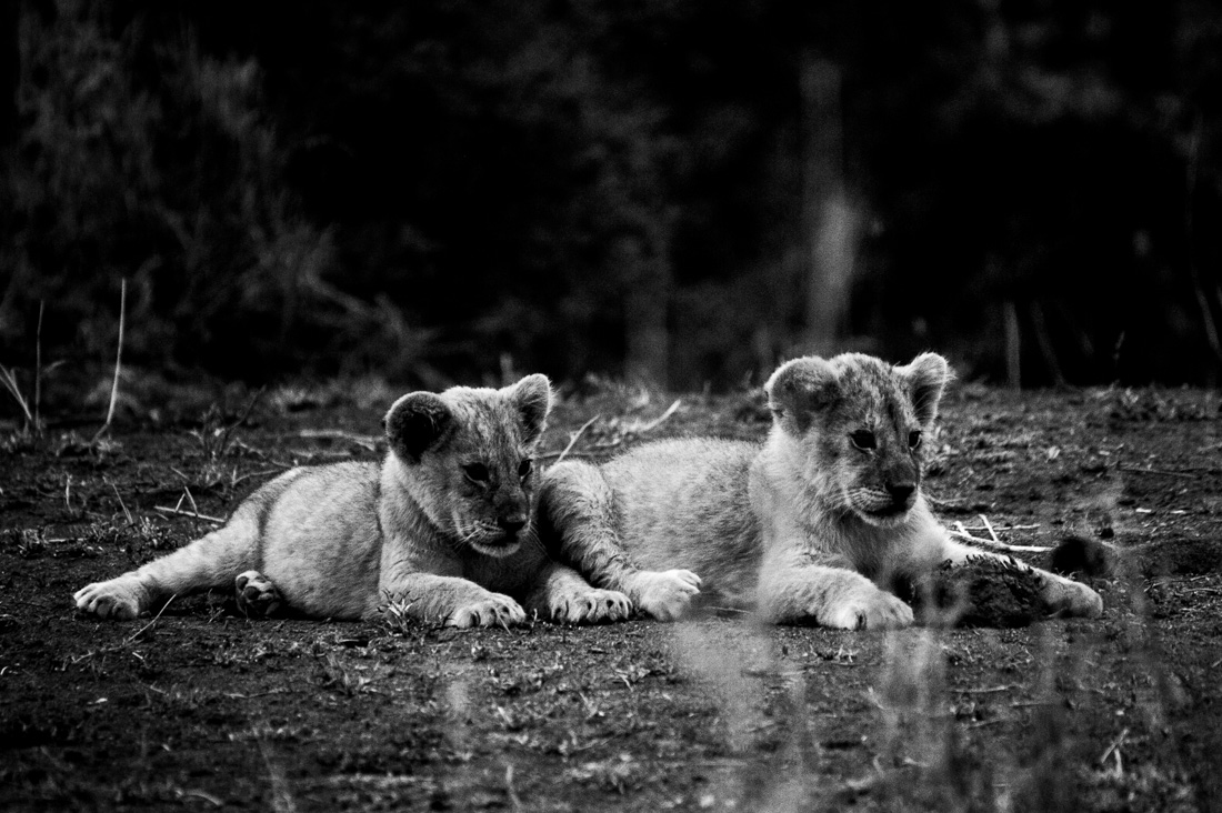 Tanzania wildlife