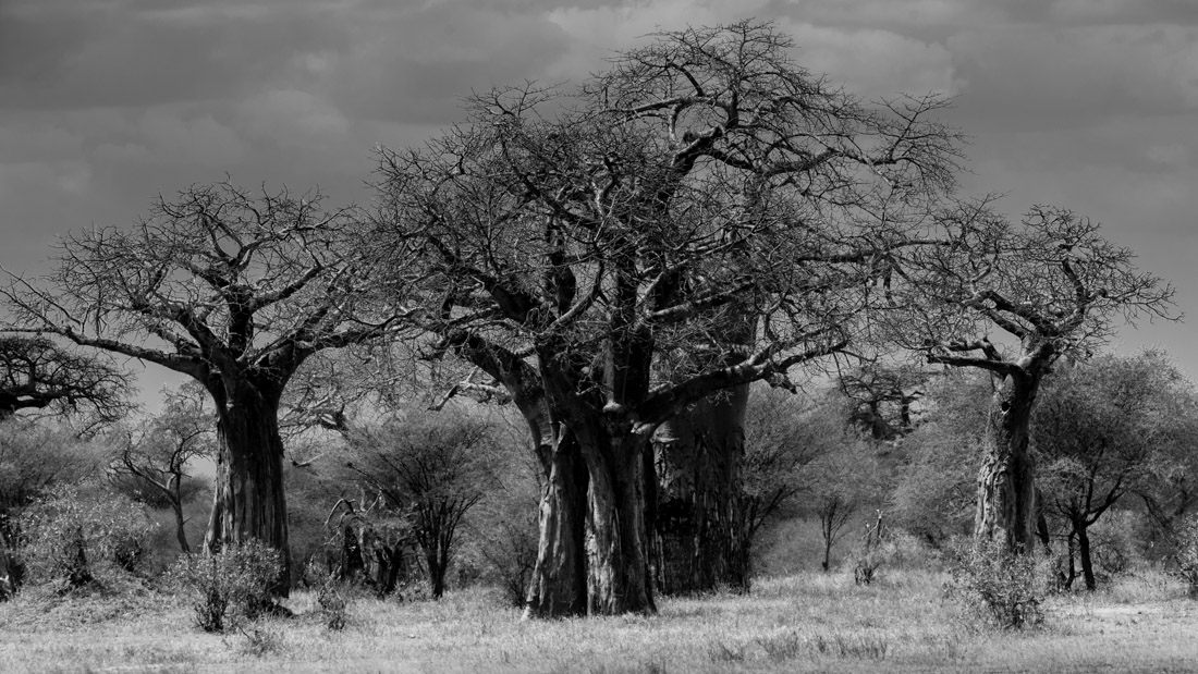 Tanzania wildlife