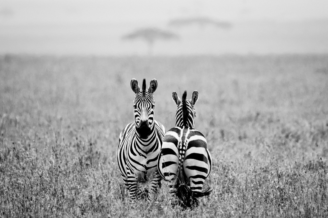Tanzania wildlife