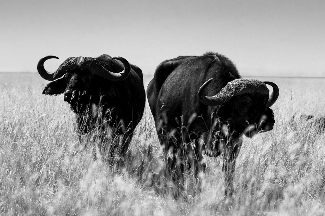Tanzania wildlife