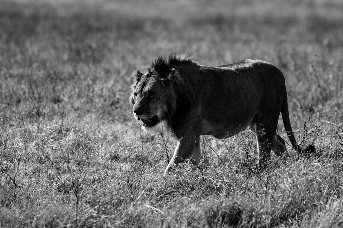 Tanzania wildlife