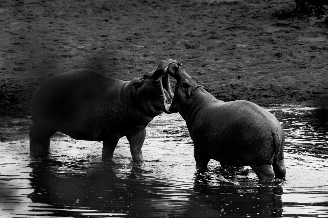 Tanzania wildlife