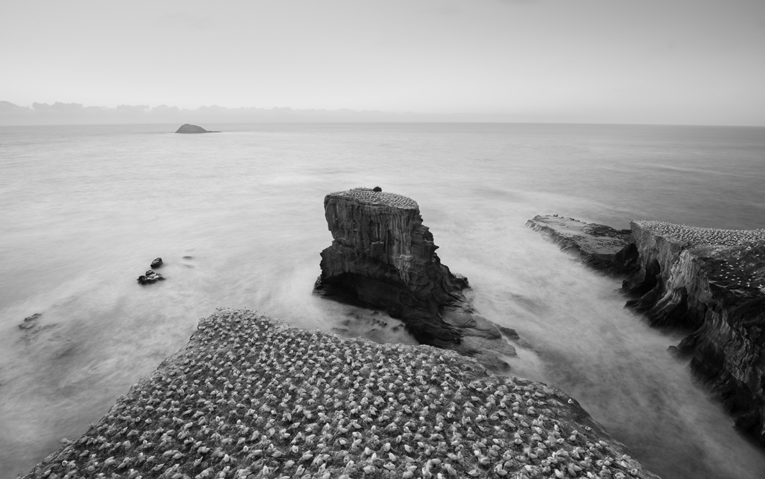 Muriwai Gannet Colony
