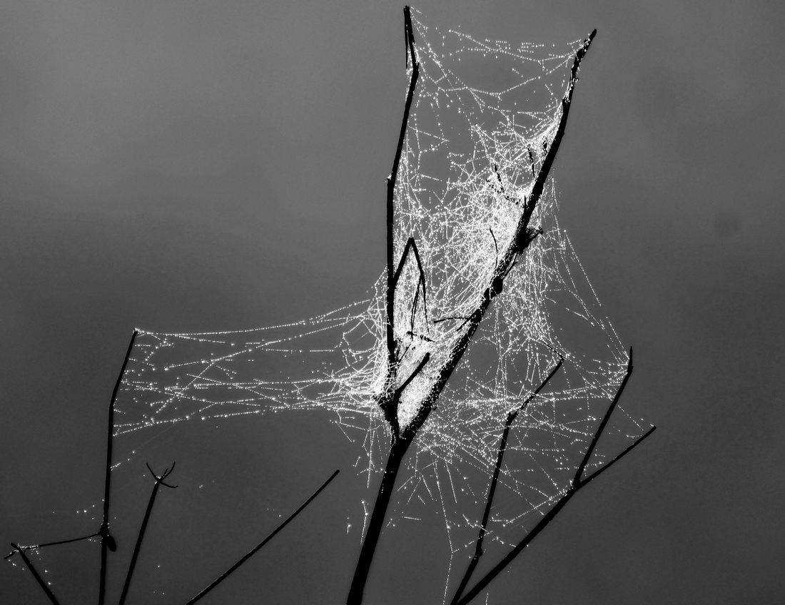 Shining spider web