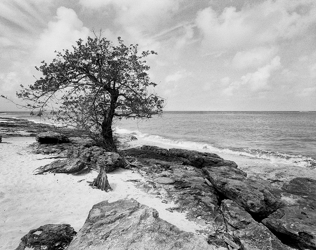 Strength - Planted by the Water