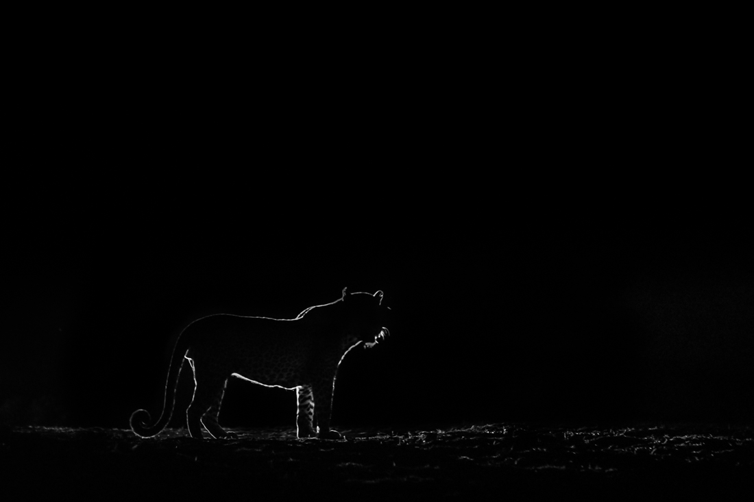 In the Dark