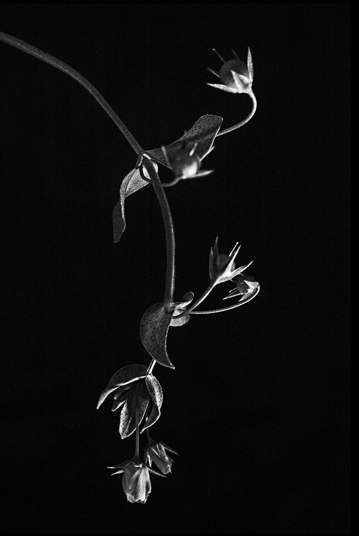 Natural lamps
