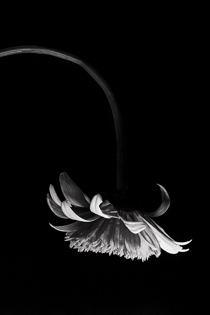 Natural lamps
