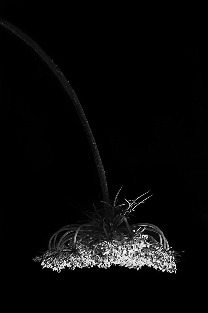 Natural lamps