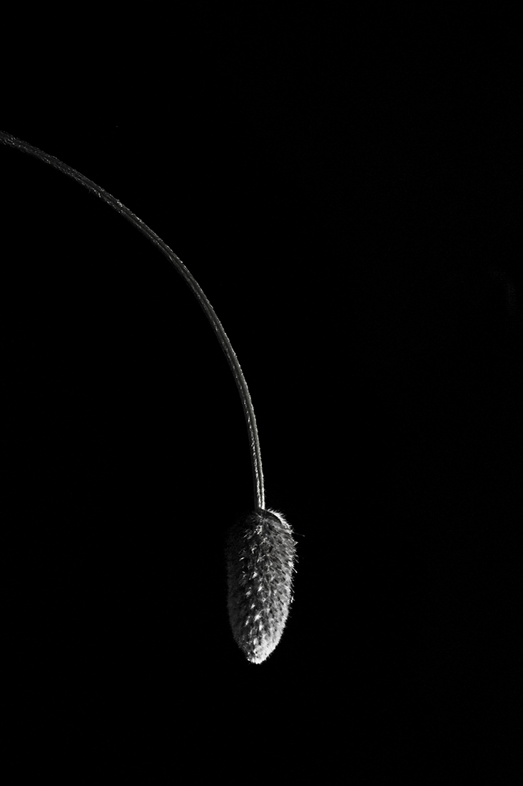 Natural lamps